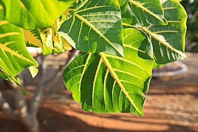 《命运石之门 RE:BOOT》公布 2025年在日发售